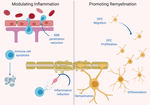 Remyelination Pharmacotherapy Investigations Highlight Diverse Mechanisms Underlying Multiple Sclerosis Progression
